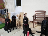 L_R Archie, Stanley, Melvin, Sam, Molly, Charlie