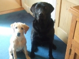 Amber with Barney (4mths old)