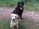 Amber with Barney at five months