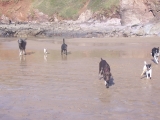 goose-charlie-padge-colt-pepper-max-beach01