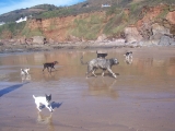 goose-max-colt-charlie-pepper-padge-beach