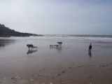 padge-pepper-trixie-charlie-max-colt-beach
