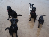 Archie, Stanley, Charlie, Max and Molly