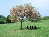 under the blossom tree