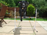 Stanley - after four training sessions on the jump!