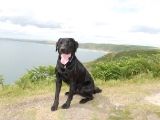 Archie at Rame Head