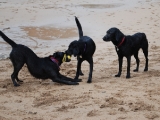 Stanley, Molly and Megan playing!