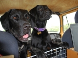 Charlie and Stanley in the Campervan