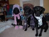 Molly, Charlie and Archie dressed for the cold