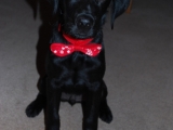 Stanley with his Christmas bow tie!