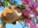 in the blossoms!
