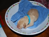 Melvin asleep in the weighing bowl