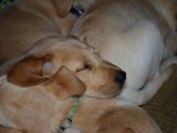 cosy puppies