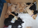 puppies filling up the whelping box