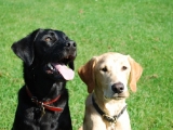 Melvin with his brother Stanley what a beautiful brace of dogs