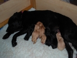Melvin with his litter brothers and Mum!