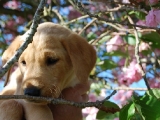 branches are not as tasty as the blossom!