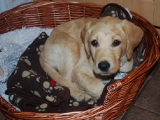 ten weeks old - in my basket