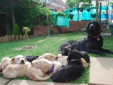 7 and a half weeks mum with all her babies!