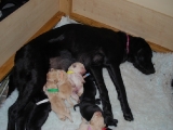 Molly with her puppies