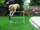 Melvin clearing the jump with ease