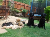 all the puppies with Molly and Stanley