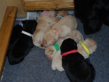 puppy pile at 4 days old