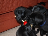 Puppies 2009