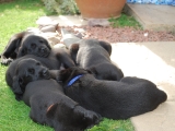 A pile of puppies