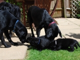 Mum, Dad pups.  First time in garden