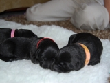 3 days old Peaches Little Red (holly & Ruby)