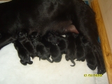 8 puppies!