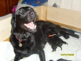 Molly and her puppies