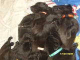 Puppy pile just over two weeks old