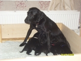 Mum and pups nearly three weeks old