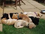 puppy pile!