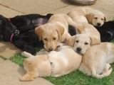 Puppy pile at 8 weeks old