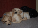 Melvin, Amber and Stevie