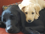 Molly and Amber