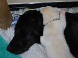 mr white giving his mum a special cuddle!