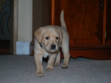 Little peaches