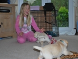 More puppy madness