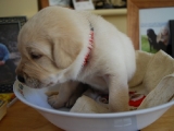 Little red weighing time