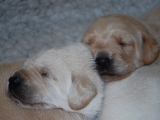 15 days old