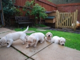 24 days old