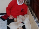 Chief Puppy Carer having scheduled cuddle time!