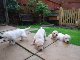 24 days old