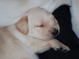peaches - sleepy girl!
