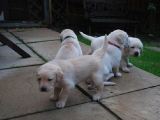 24 days old