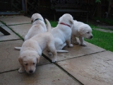 24 days old